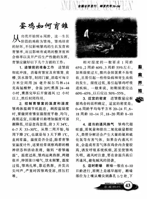 蛋鸡如何育雏