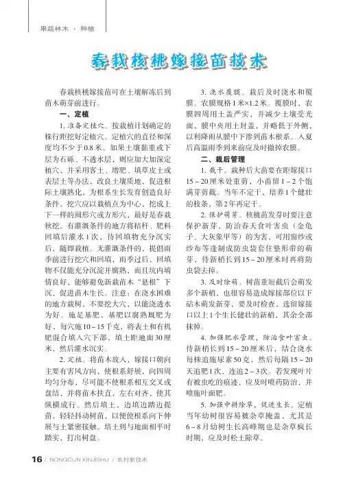 春栽核桃嫁接苗技术