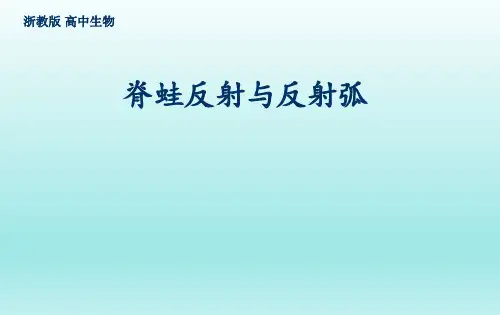 脊蛙反射与反射弧分析实验说课