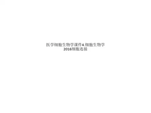 医学细胞生物学课件4.细胞生物学2016细胞连接