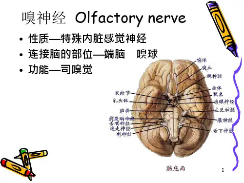 医学ppt课件嗅神经和视神经