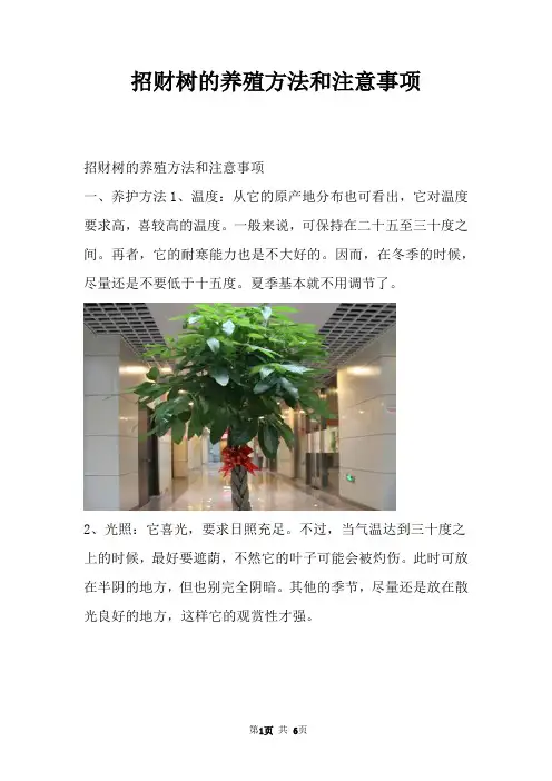 招财树的养殖方法和注意事项