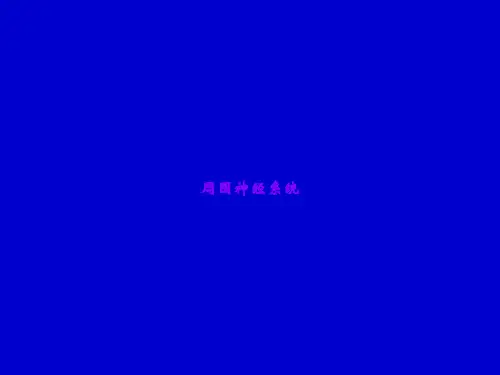 周围神经系统