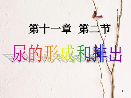 七年级生物下册 11.2  尿的形成和排出课件 (新版)北师大版.pptx