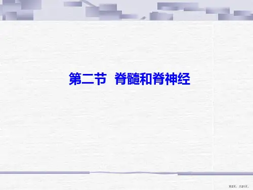 脊髓和脊神经正式版课件