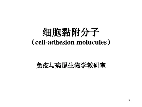 8.细胞黏附分子