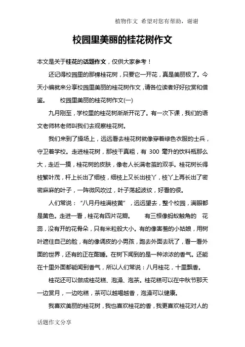 校园里美丽的桂花树作文