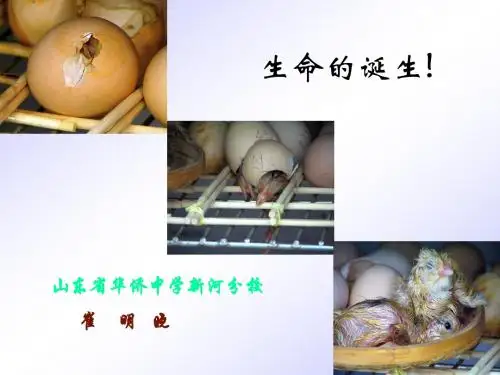短文两篇·蝉·贝壳》33