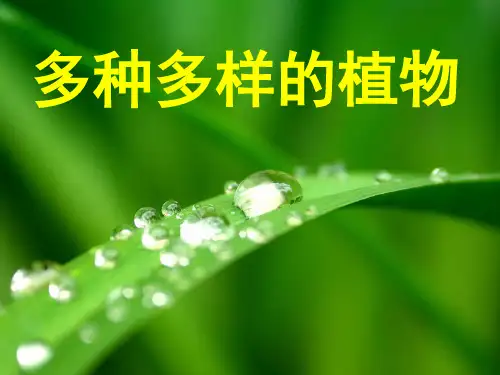 六年级上册科学课件 多种多样的植物教科版 (共30页)PPT