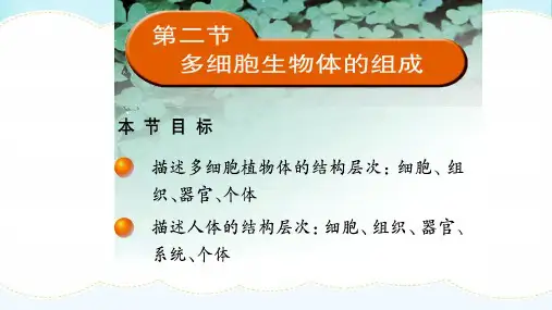 苏教版七年级生物上册： 细胞分裂与分化  课件