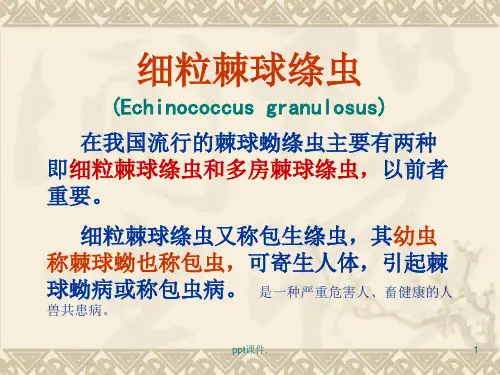 包生绦虫ppt课件