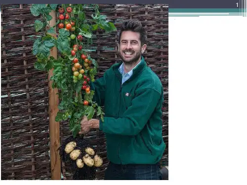 植物细胞工程(公开课课件) ppt
