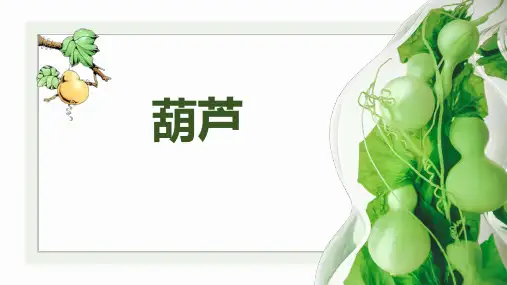 《葫芦》—美术课件