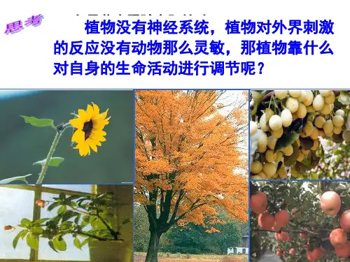 植物的激素调节全ppt课件