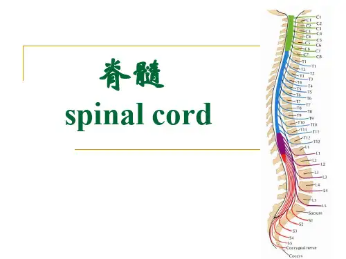 解剖课件-脊髓PPT