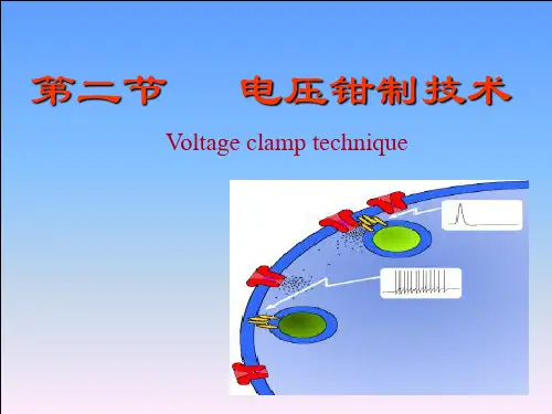 电压钳制和膜片钳制技术