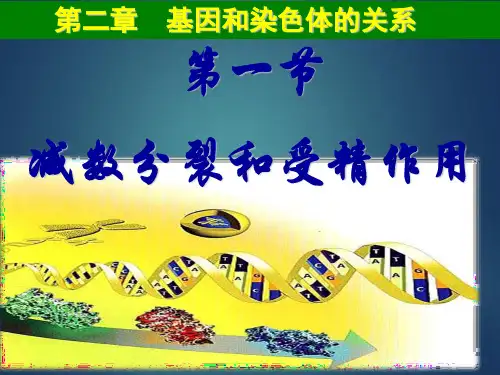 高中生物：减数分裂