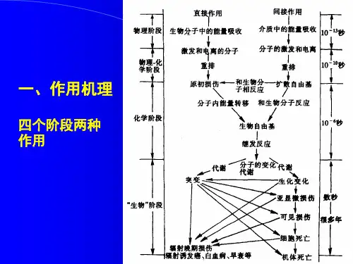 第二章放射生物效应与放射防护PPT课件