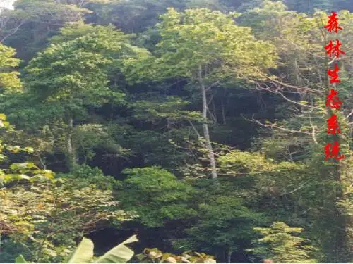森林生态系统