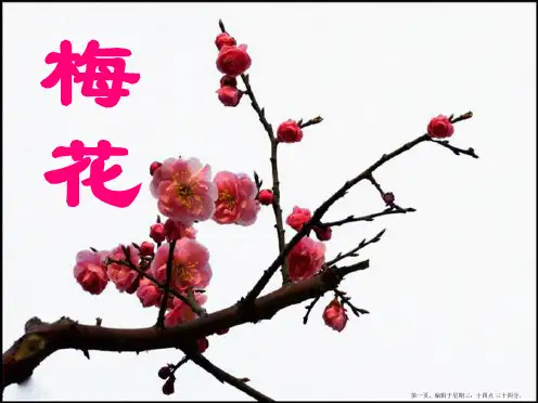 2022语文S版语文二上《梅花》ppt课件1