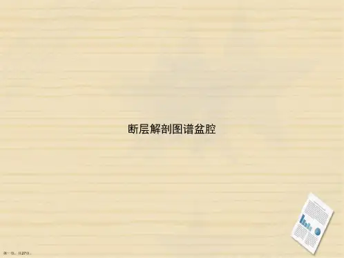 断层解剖图谱盆腔2讲课文档