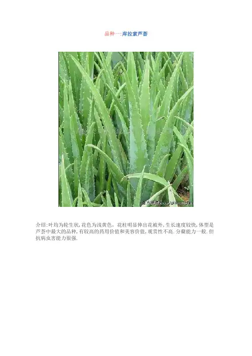 常见芦荟品种图片及简介