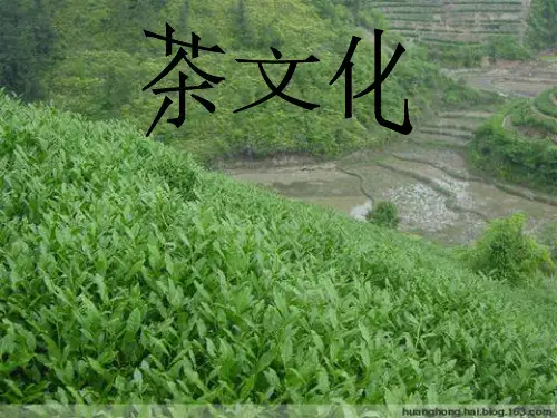 《茶的起源》PPT课件