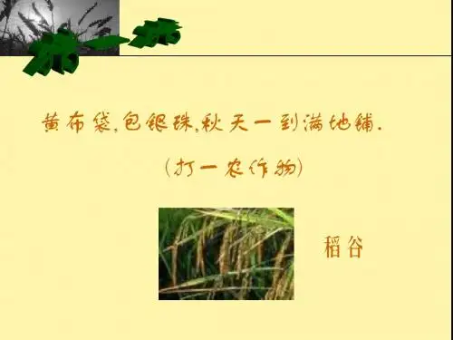 稻作文化的印记