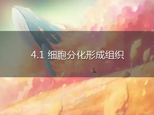 细胞分化形成组织课件北师大版生物七年级上册