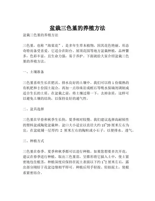 盆栽三色堇的养殖方法