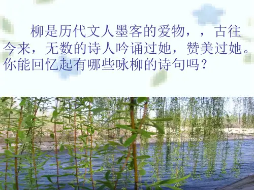 柳叶儿ppt及答案