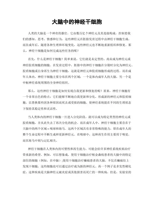 大脑中的神经干细胞