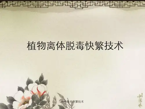 植物脱毒快繁技术