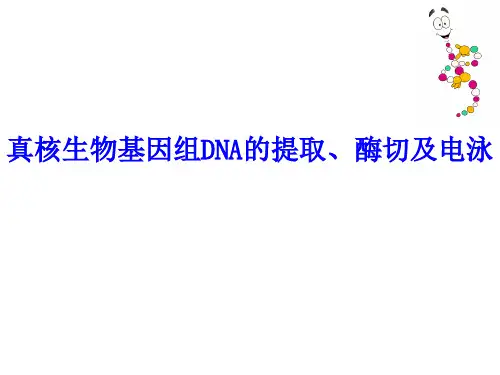 实验2真核生物基因.组DNA的提取、电泳