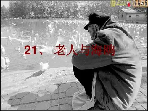 《老人与海鸥》ppt课件1