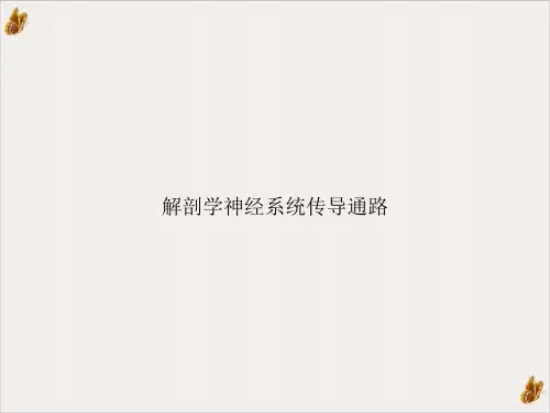 解剖学神经系统传导通路PPT课件