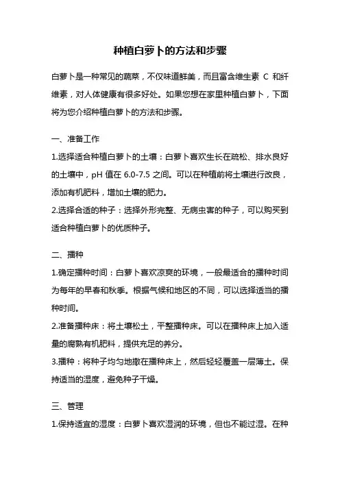 种植白萝卜的方法和步骤