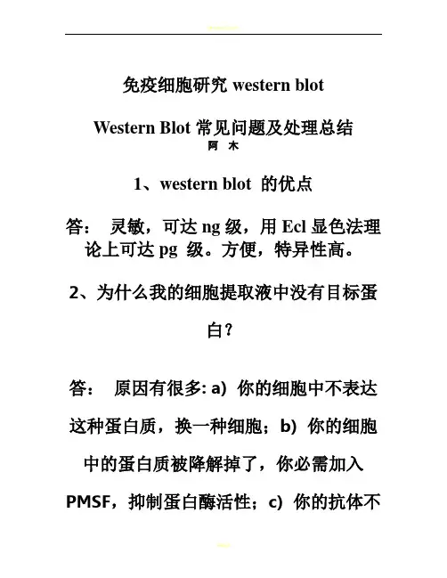 Western Blot常见问题及处理总结