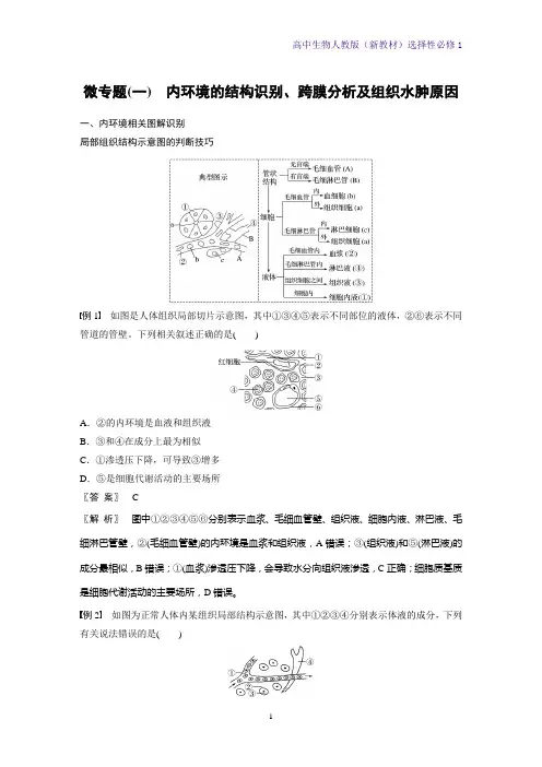 高中生物选修1(新教材)精品第1章微专题(一)内环境的结构识别、跨膜分析及组织水肿原因 人教版