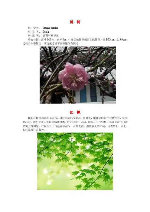 拉丁学名——精选推荐