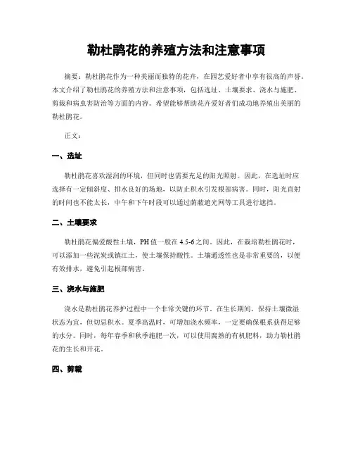 勒杜鹃花的养殖方法和注意事项