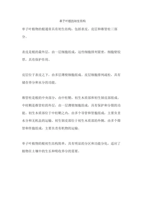 单子叶根的初生结构
