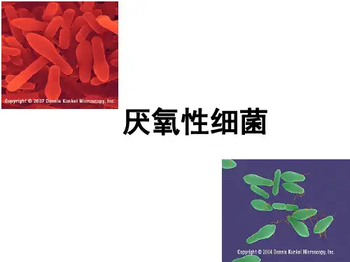 厌氧性细菌PPT课件