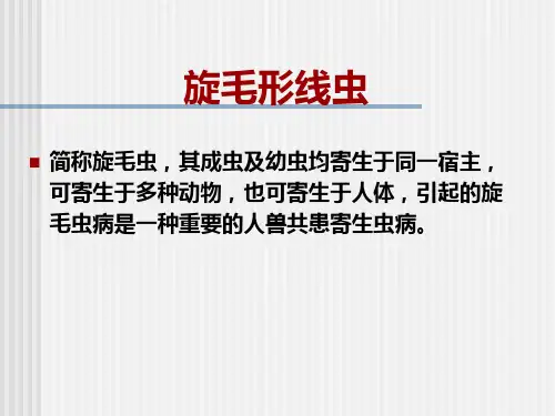 旋毛虫