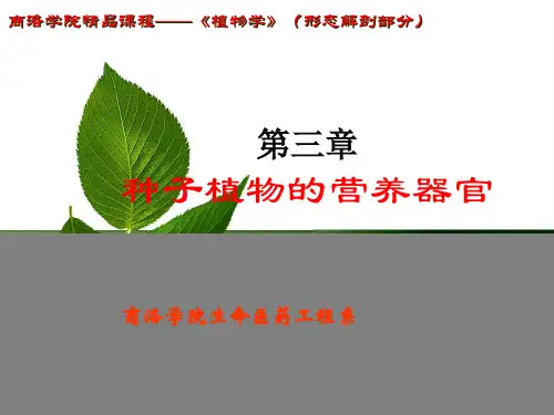 顶芽与腋芽的相互关系