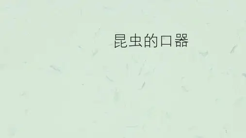 昆虫口器种类课件