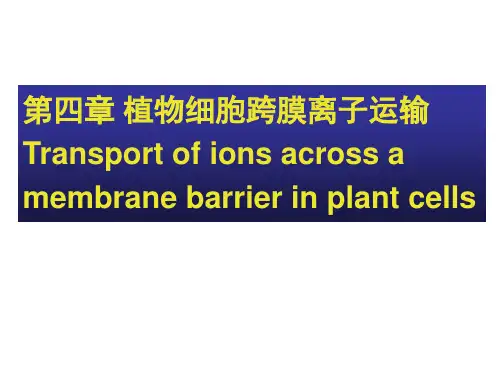 植物细胞跨膜离子运输机制