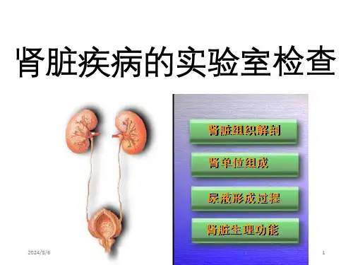 肾脏病常见检查的介绍ppt课件