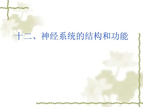 人体解剖生理学：神经系统的结构和功能