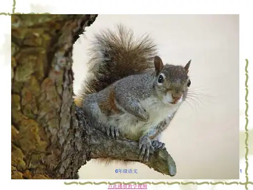 部编六年级语文上册跑进家来的松鼠ppt